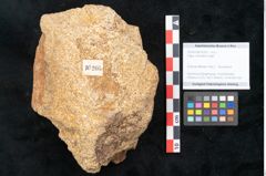 Foto (Objekt + Etikett) von Fagus ninnisiana Unger (NHMW-GEO-2024-0188-10205)